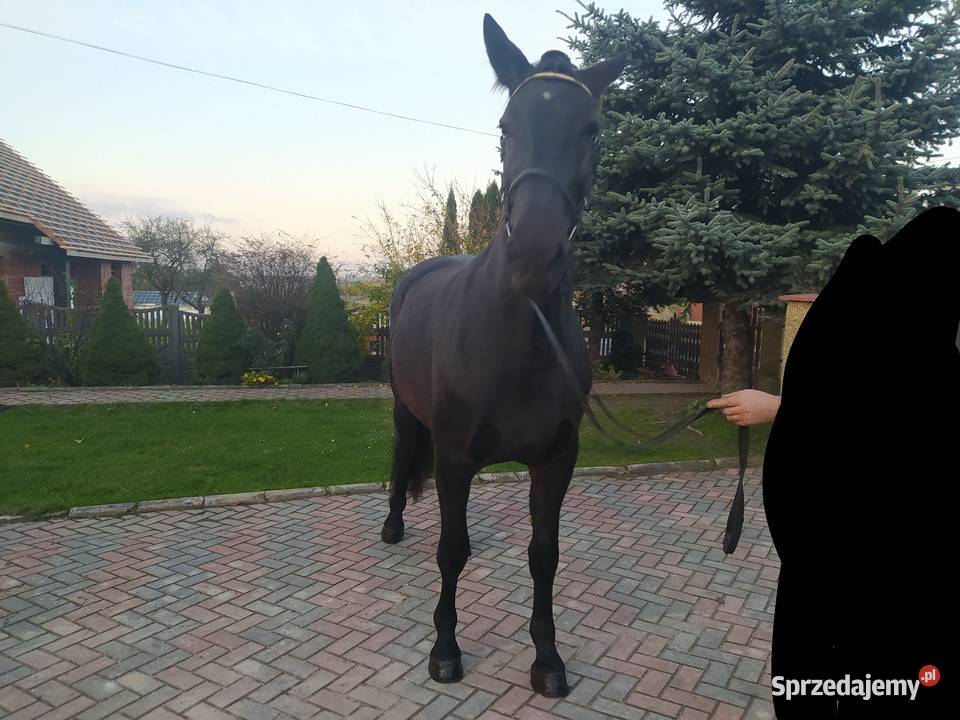Klacz śląska źrebna Dzwonowice
