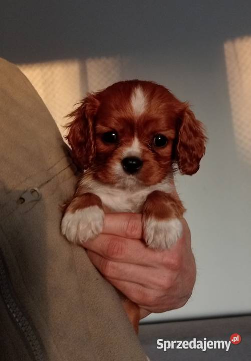 Cavalier King Charles Spaniel Ruby 2026 Cavalier King Charles Spaniel