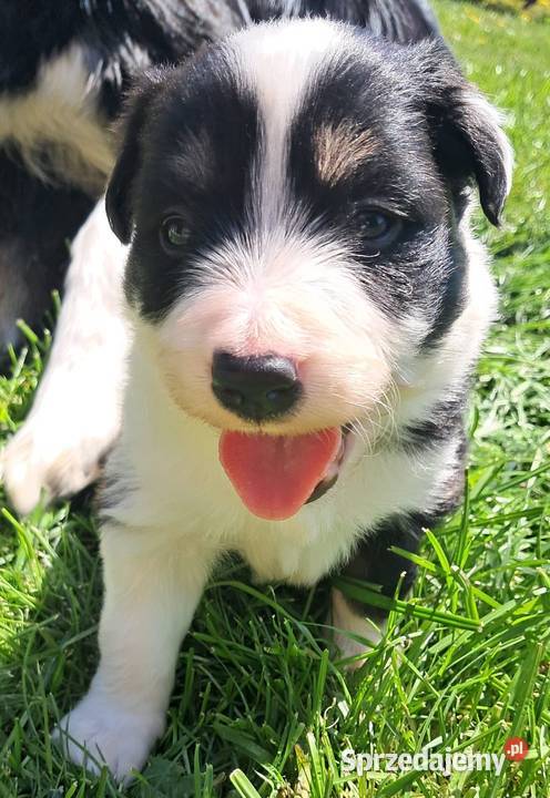 Border Collie piesek BAGI z hodowli NEGRESSE Porąbka Uszewska