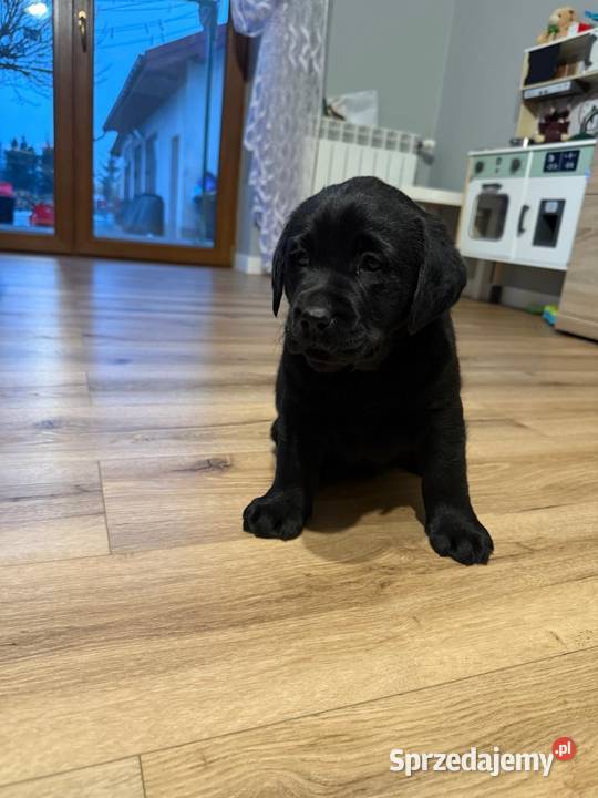 Labrador czekoladowe i czarne szczeniaczki małopolskie Tarnów