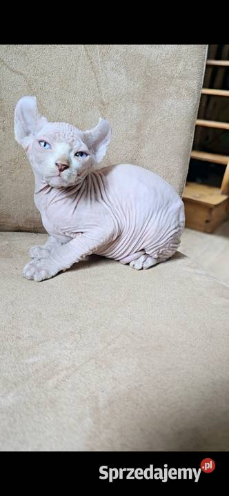 Gotowy do odbioru BIAŁY SFINKS SPH SPHYNX domowa