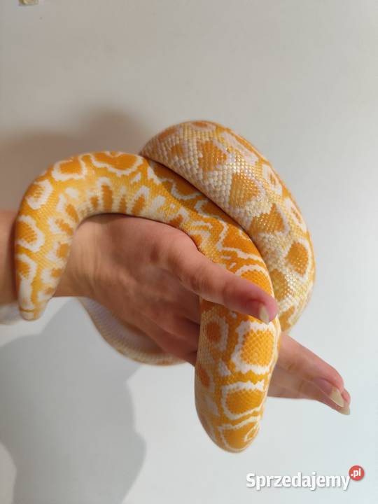 Python Bivittatus Pruszków
