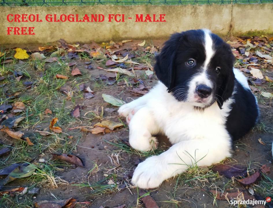 landseer piękne pieski Głogów