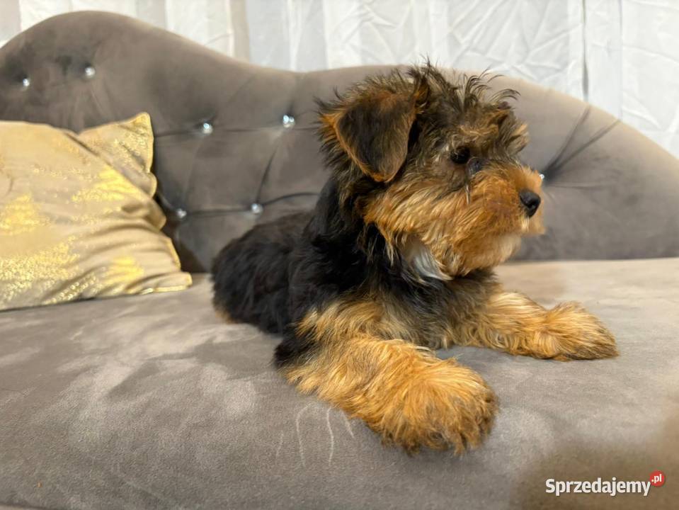 Yorkshire terrier piesek sunia Marki sprzedam