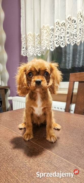 Cavalier king charls spaniel Cavalier King Charles Spaniel Wolica