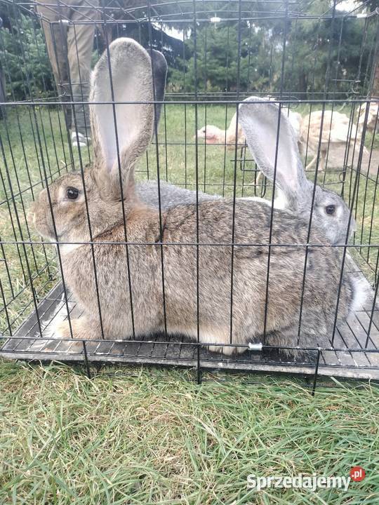 Sprzedam Belg Olbrzym samce i samice Słupia