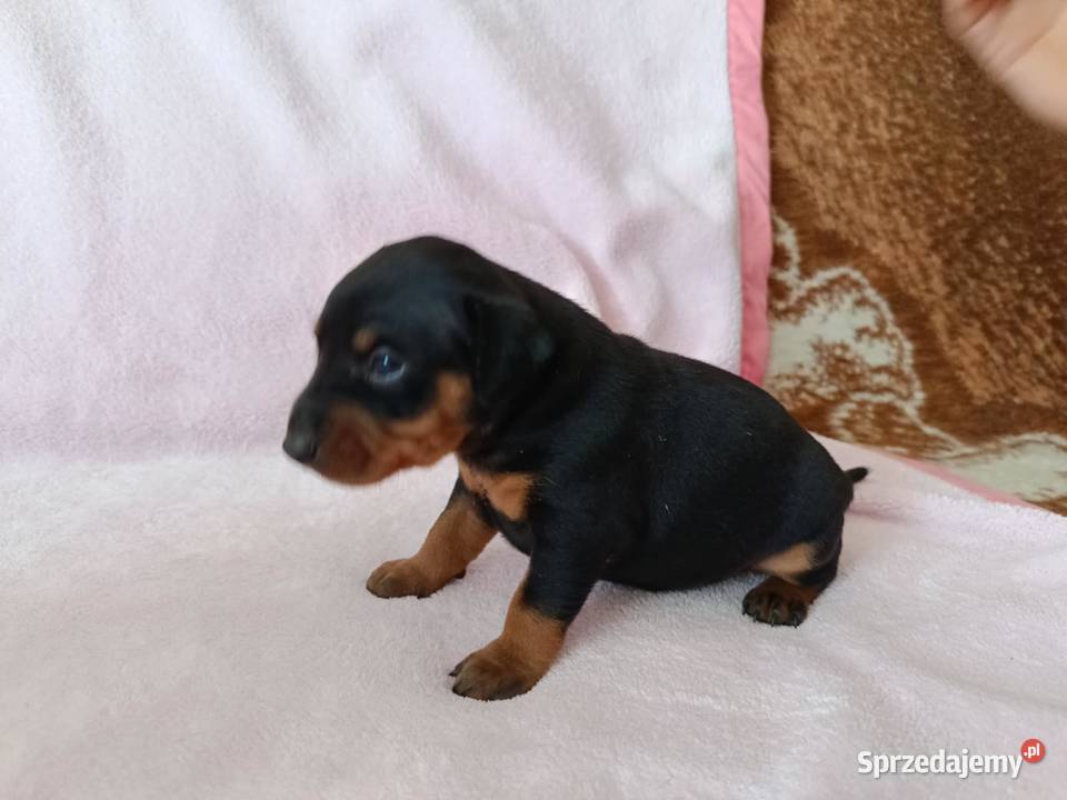 Pinczer miniaturowy szczeniaki Cewków