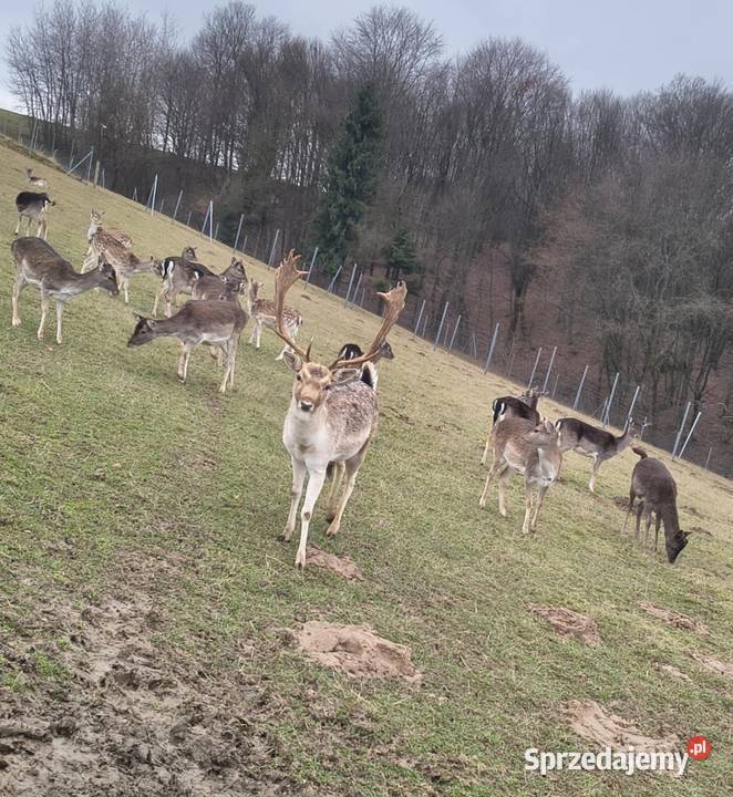 Szprzedam Daniele sprzedam