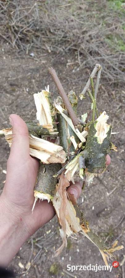 Zrębki akacjowośliwkowe Opał