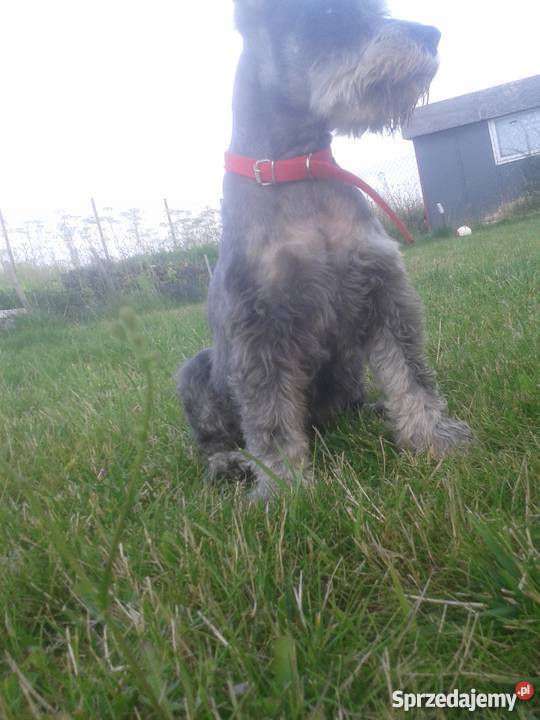 Sznaucer Miniaturkakrycie Psy Sochaczew