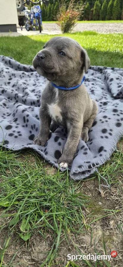 Szczenięta Cane Corso rodowodowe lubelskie Bychawa