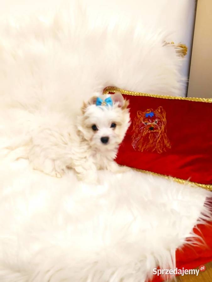 Maleńki samczyk Alus Golddust Yorkshire terrier Orzesze