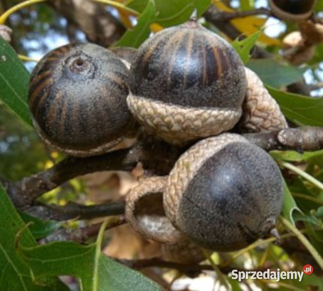 DĄB BŁOTNY Quercus palustris NASIONA 80 sztuk sprzedam