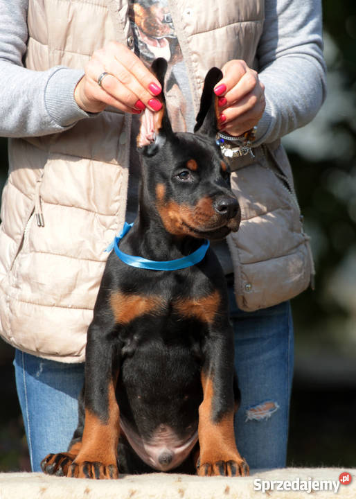 Doberman puppies Lublin
