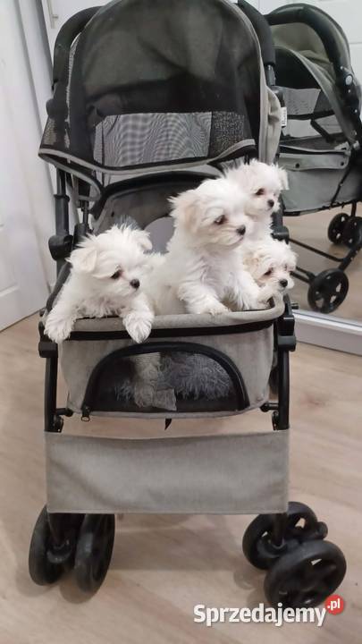 Maltańczyk Ropczyce