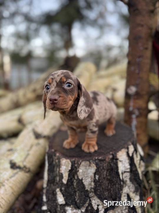 Wyjątkowa Sunia Jamnik miniaturowy Choco merle z Katowice