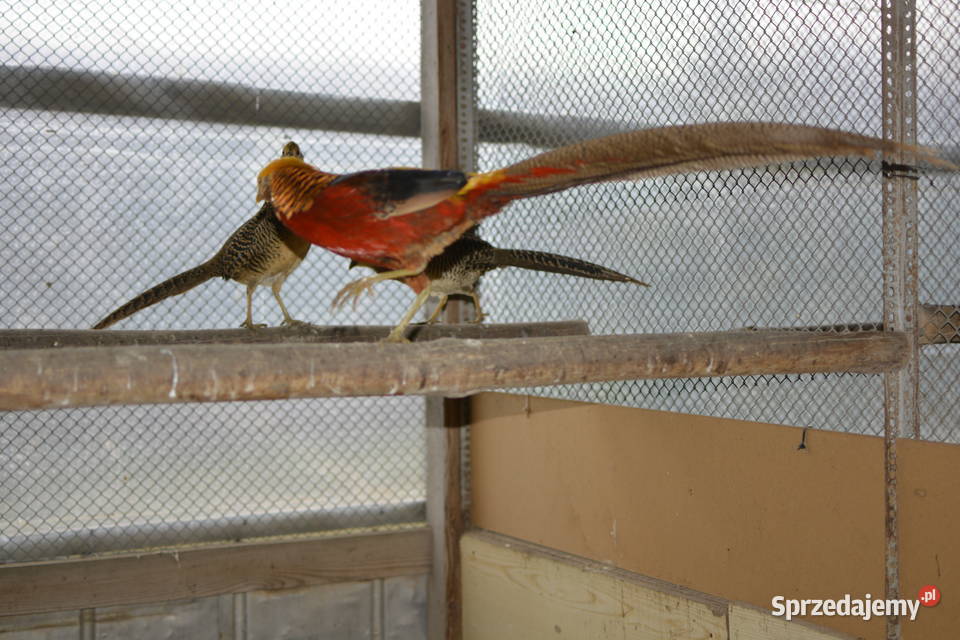 Bażanty złociste czerwone i bananowe Rzeszów