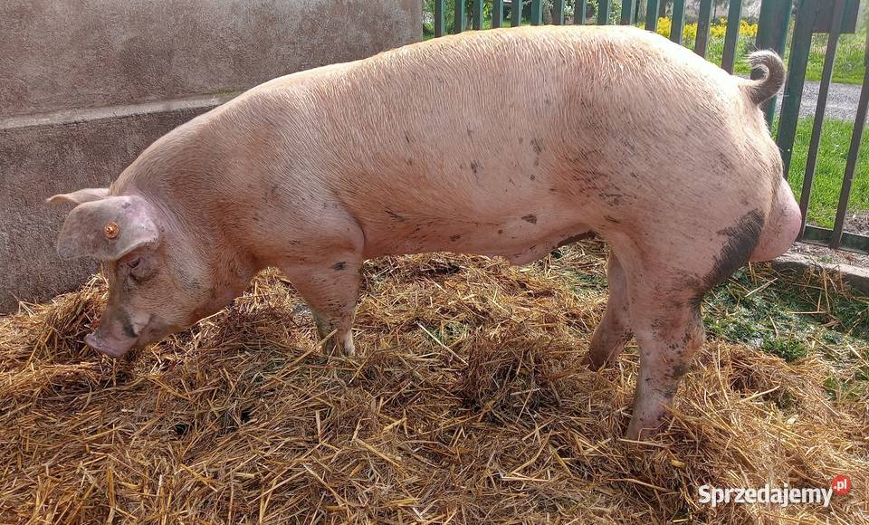 Knurki mięsne DurocxPietrain Strzałkowo