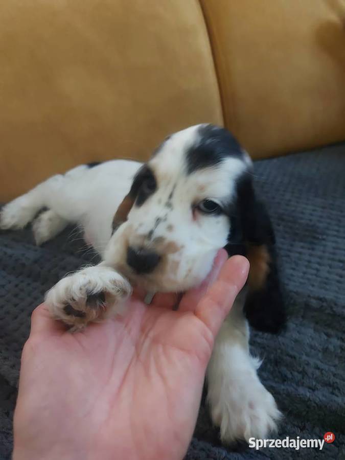 Cocker spaniel angielski Żelazków