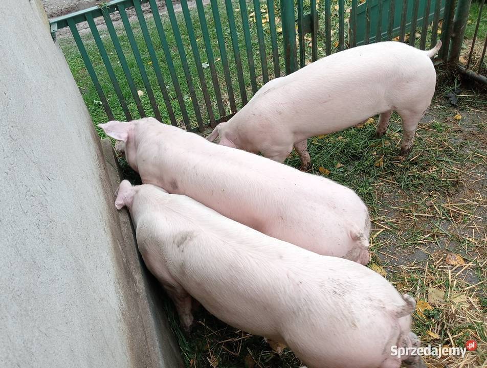 Knurki młode PBZ Polska Biała Zwisłoucha Trzoda chlewna
