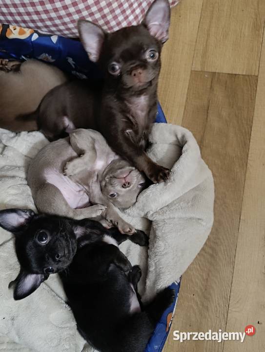 Chihuahau czekoladowy Zwierzęta Warszawa