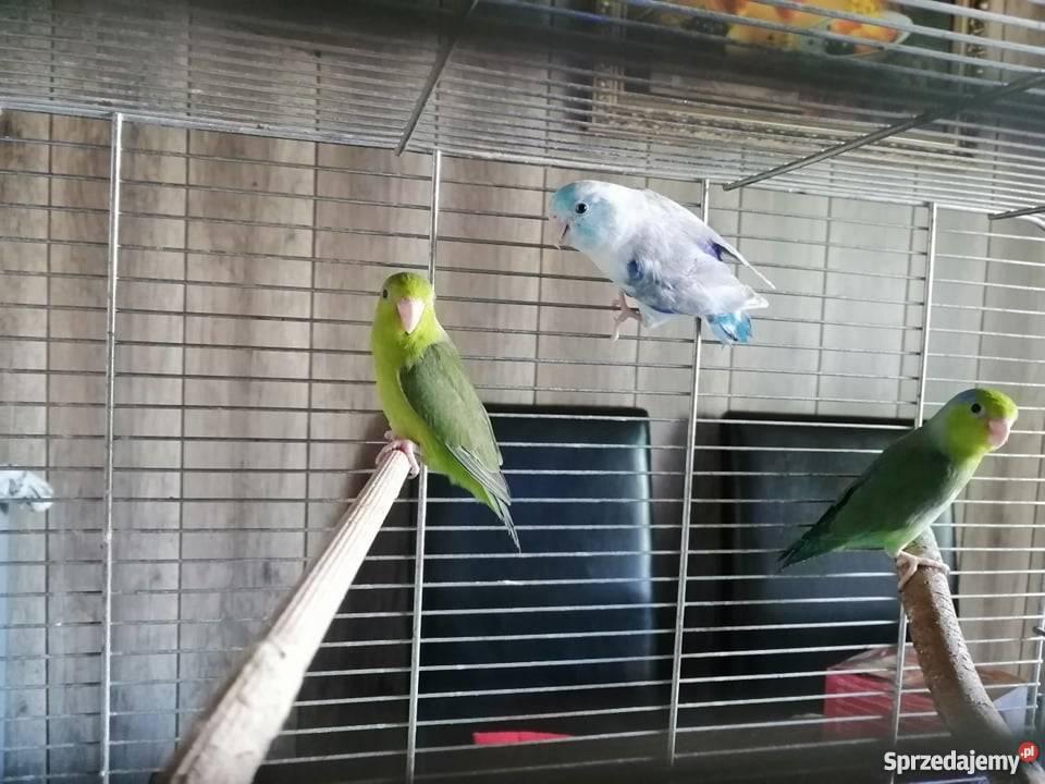 Wróbliczki dolnośląskie Głogów