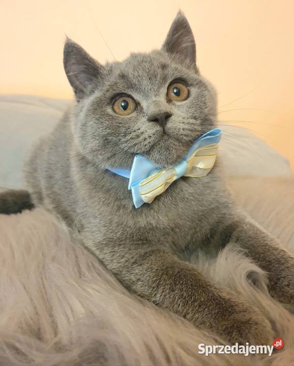 Piękny niebieski kocurek brytyjski z rodowodem