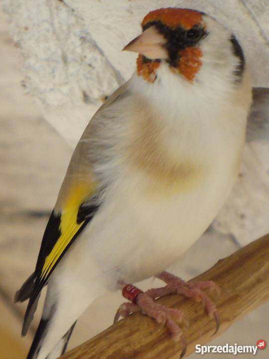 Samce Szczygieł major mutacja Agat małopolskie Kraków