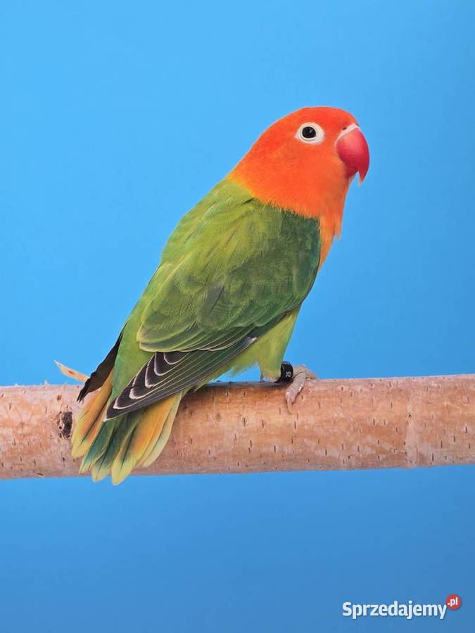 Nierozłączki fischer młode do oswojenia I Kraków sprzedam