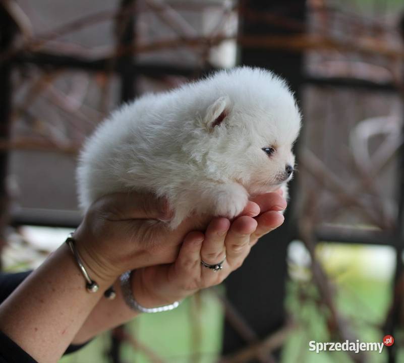 Pomeranian malutki piesek XS FCI Konstantynów Łódzki sprzedam