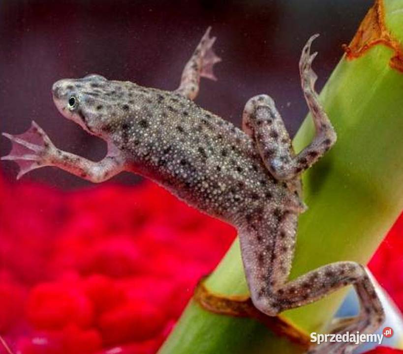 Żaba Karlik szponiasty Hymenochirus boettgeri Gdańsk