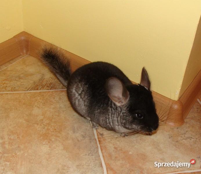 Szynszyle standard aksamitne i sprzedam