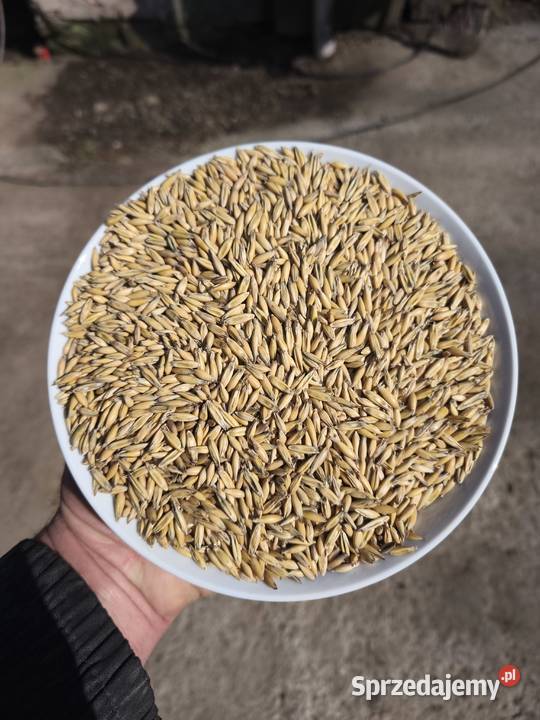 Owies Do Siewu Centrali plon 56 ton