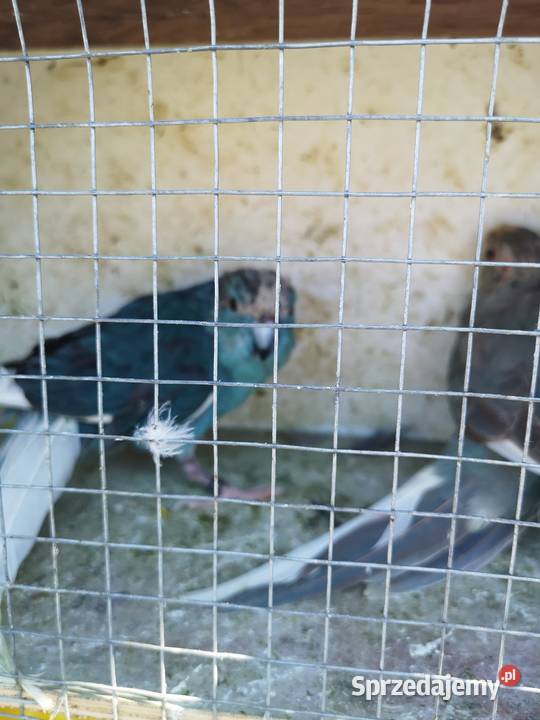 Modrolotki niebieskie para Wilczyce