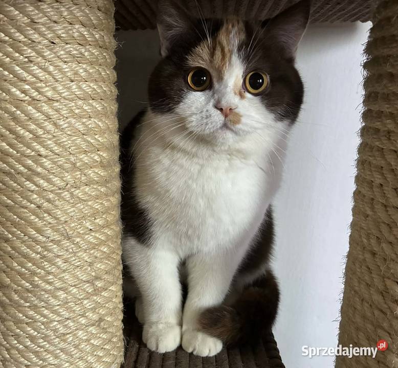 Kocięta brytyjskie śląskie Rybnik