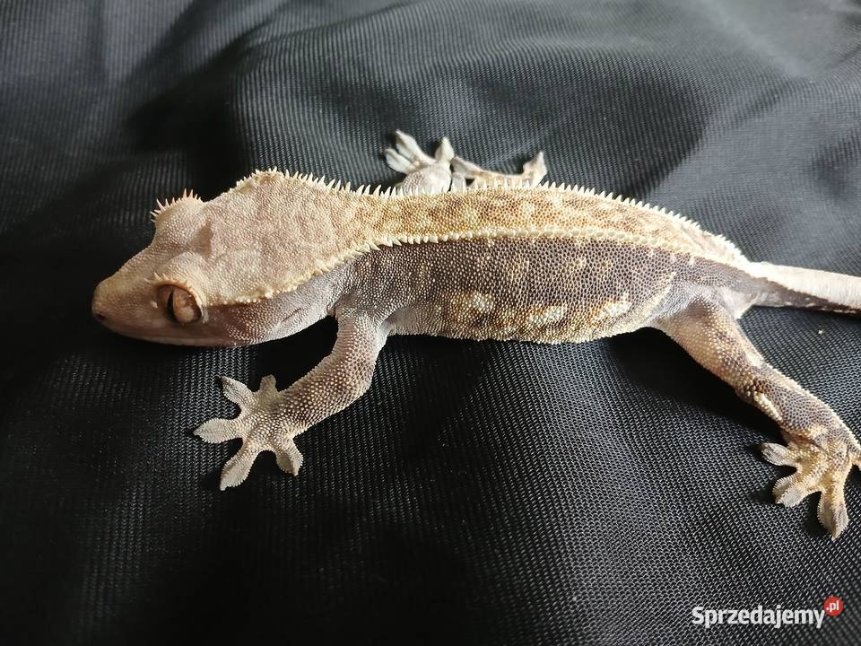 Gekon Orzęsiony Parka z terrarium Gady i płazy Głowno