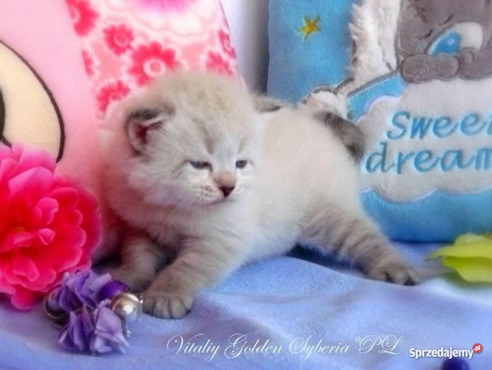 Kocięta syberyjskie rodowodowe Tczew
