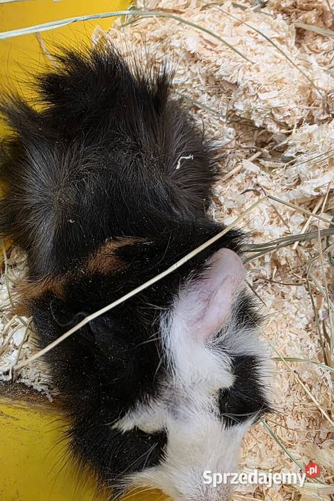 Świnka morska cavia domowa cawia Tarnów