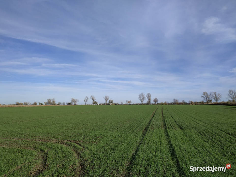 Na sprzedaż sprzedaż nieruchomości gruntowych rolna Wierzbice