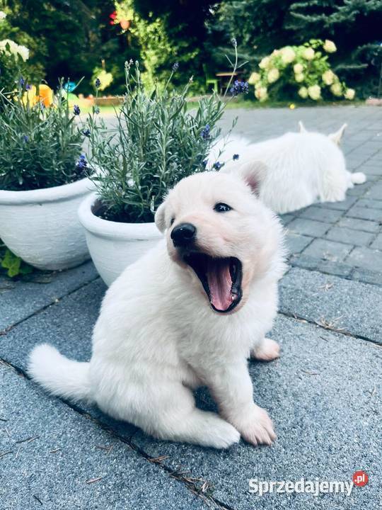 Szczeniak Owczarek Szwajcarski ZKwP idealna Warszawa