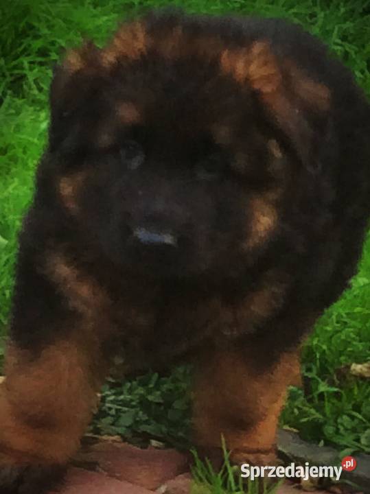 Owczarek niemiecki długowłosy potężnej budowy Klimontów