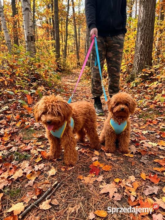 Maltipoo f1b XS Zgredek Piesek małopolskie Miechów