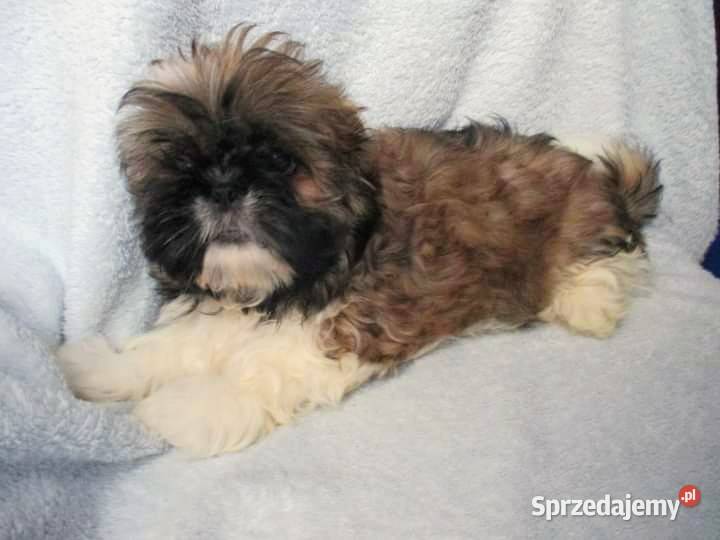 Śliczne pieski Shih tzu sprzedam