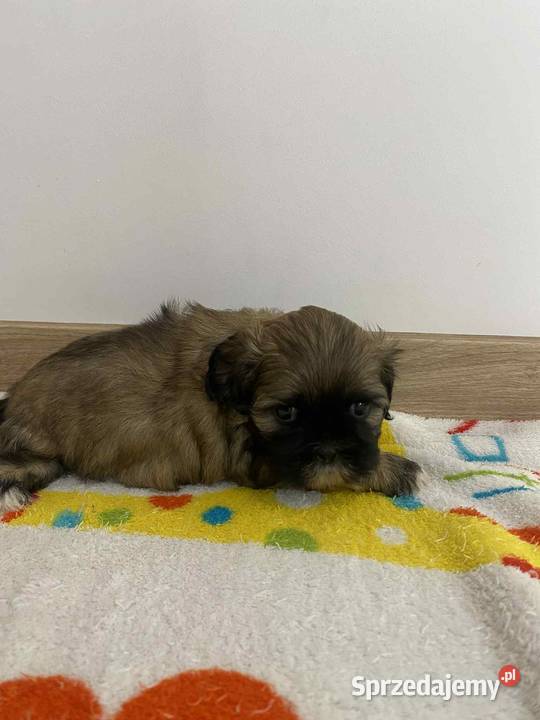 Szczeniaki shihtzu gotowe do odbioru Jodłówka-Wałki