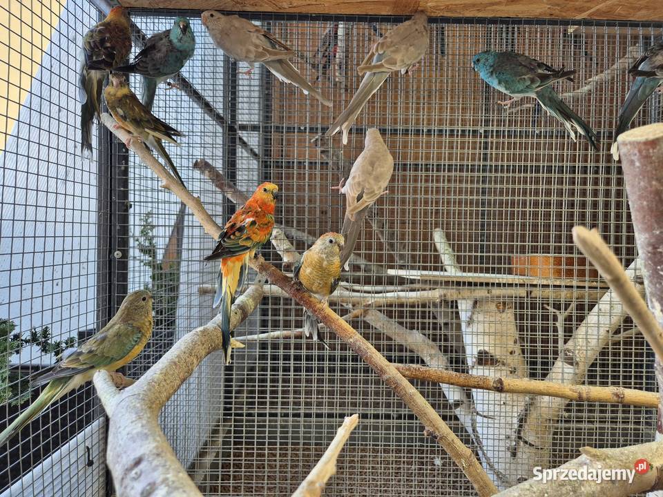 Świergotka Seledynowa Świergotki Seledynowe