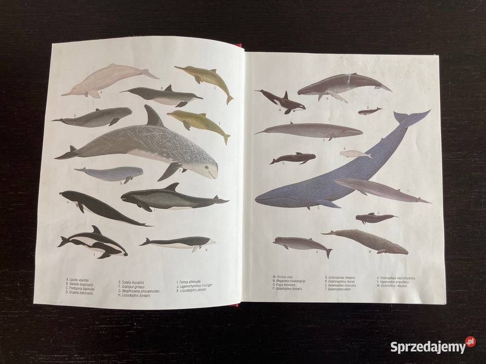 Lyall Watson Whales of the World A Handbook Elbląg