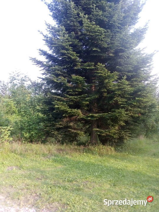 Działka w Barłominie k Luzina Barłomino