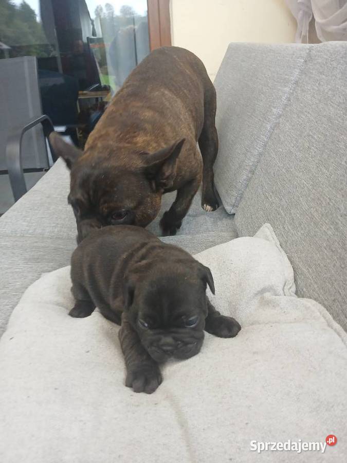 Buldog francuski piesek Przeczów