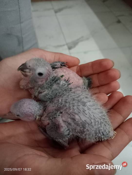 Dwa młode ręcznie odkarmione samczyki