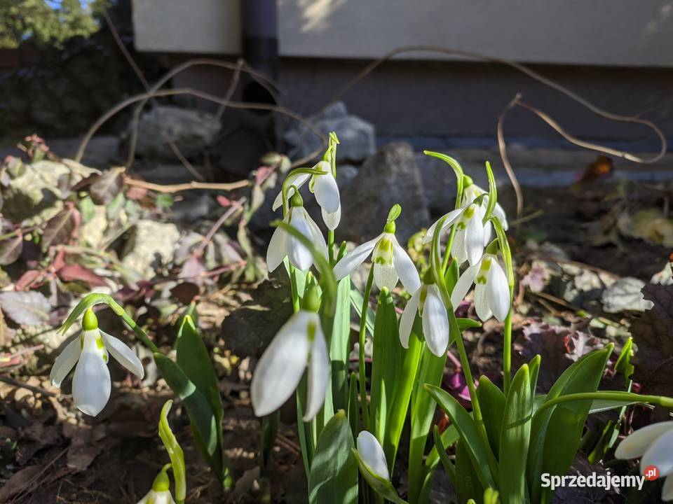 Przebiśnieg Elwesa cebulki cebule Lublin